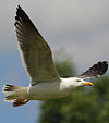 3cy graellsii LBBG in June, ringed in the Netherlands. (135385 bytes)
